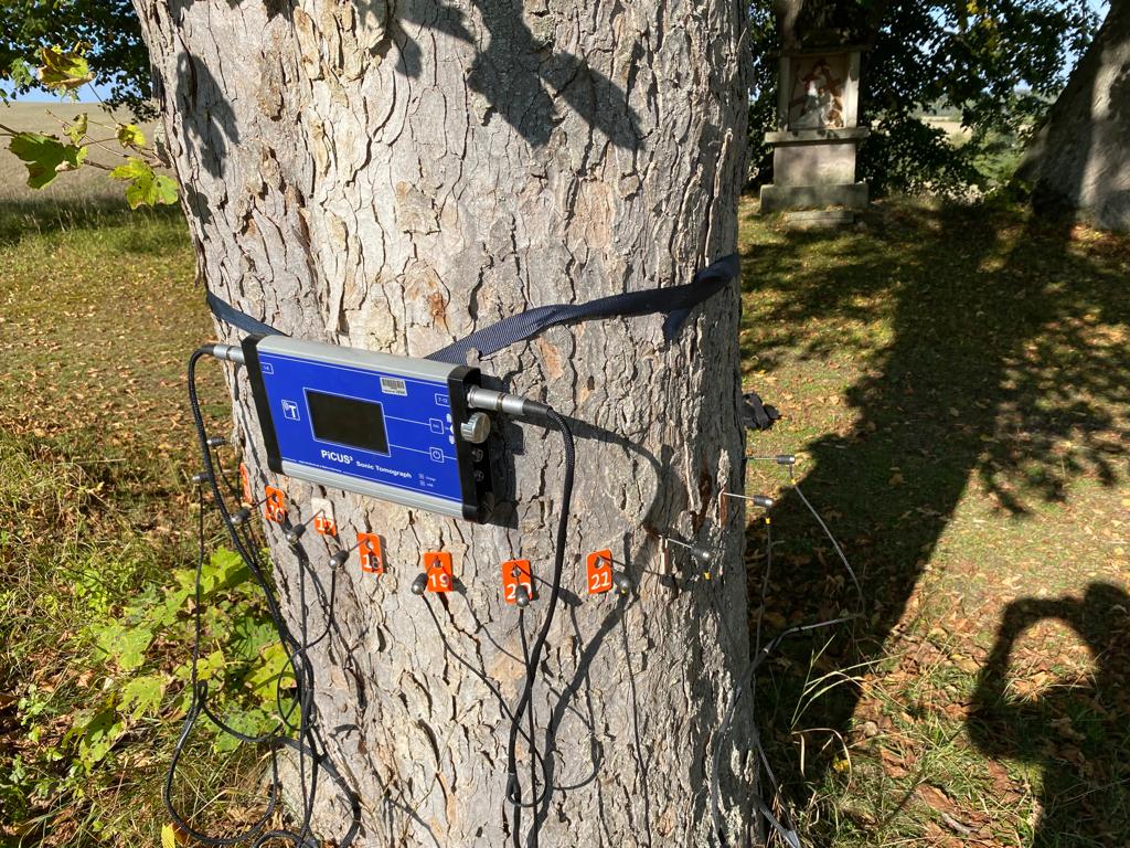 Baumgutachten mit Schalltomographie